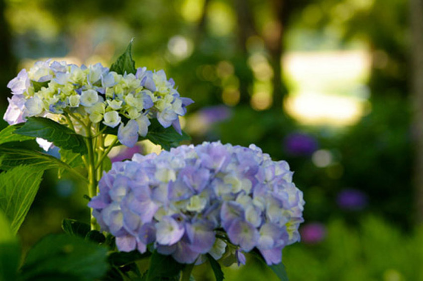 Jodhpur garden weddings
